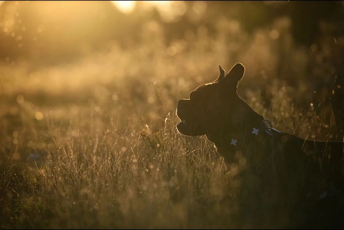 Shootings with dogs are always funny .... and in autuum a little bit romantic