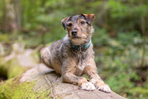 Tiershooting im Wald - Heiner Weiss Photography