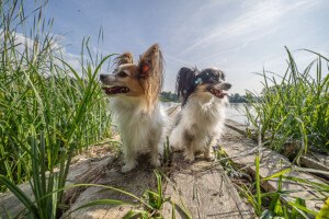 OLYMPUS DIGITAL CAMERA OLYMPUS DIGITAL CAMERA