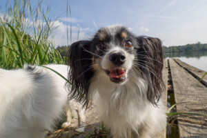 OLYMPUS DIGITAL CAMERA OLYMPUS DIGITAL CAMERA